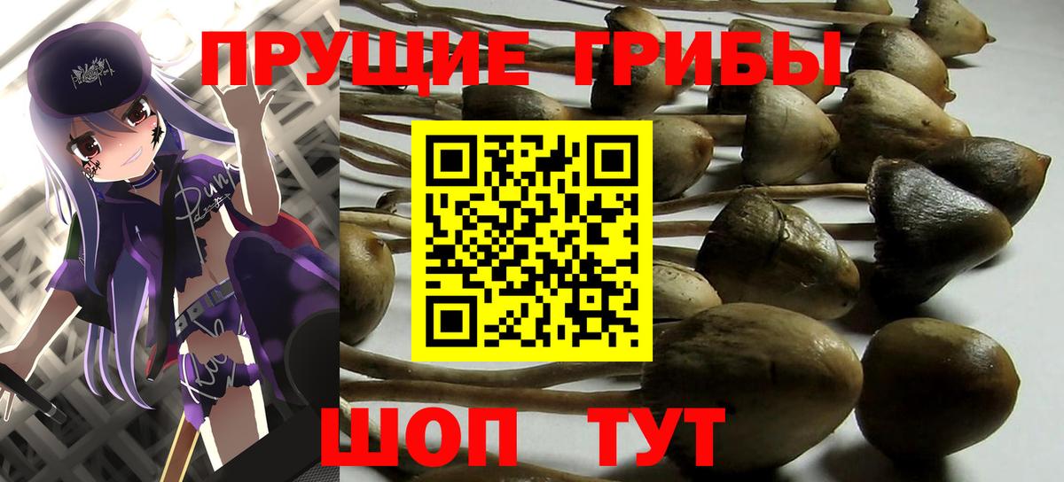 Лабинск  Галлюциногенные грибы Cubensis  Вход с VPN 
